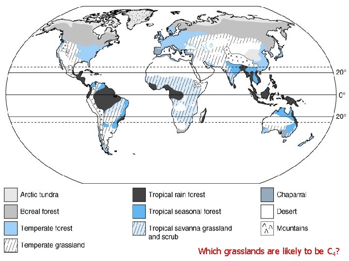 Which grasslands are likely to be C 4? 