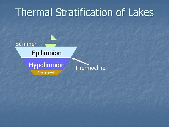 Thermal Stratification of Lakes Summer Epilimnion Hypolimnion Sediment Thermocline 