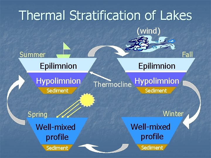 Thermal Stratification of Lakes (wind) Summer Fall Epilimnion Hypolimnion Sediment Epilimnion Thermocline Hypolimnion Sediment