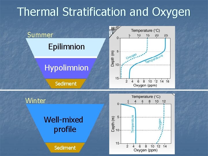 Thermal Stratification and Oxygen Summer Epilimnion Hypolimnion Sediment Winter Well-mixed profile Sediment 