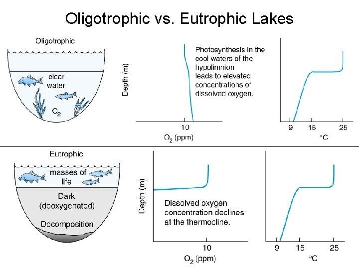 Oligotrophic vs. Eutrophic Lakes 