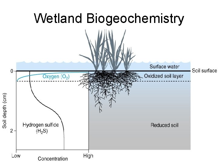 Wetland Biogeochemistry 