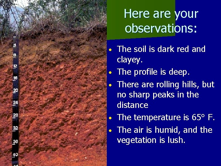 Here are your observations: • • • The soil is dark red and clayey.