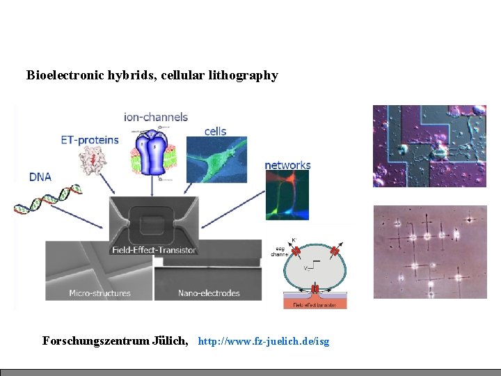 Bioelectronic hybrids, cellular lithography Forschungszentrum Jülich, http: //www. fz-juelich. de/isg Bioelectronic hybrids, cellular lithography Forschungszentrum Jülich, http: //www. fz-juelich. de/isg