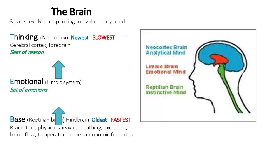 The Brain 3 parts: evolved responding to evolutionary need Thinking (Neocortex) Newest SLOWEST Cerebral