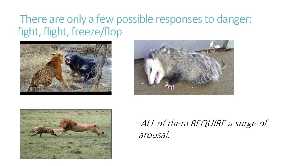 There are only a few possible responses to danger: fight, flight, freeze/flop ALL of