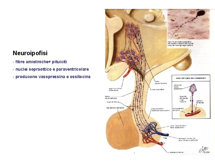 Neuroipofisi - fibre amieliniche+ pituiciti - nuclei sopraottico e paraventricolare - producono vasopressina e