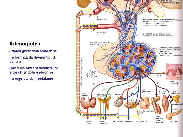 Adenoipofisi - tipica ghiandola endocrina - è formata da diversi tipi di cellule -produce