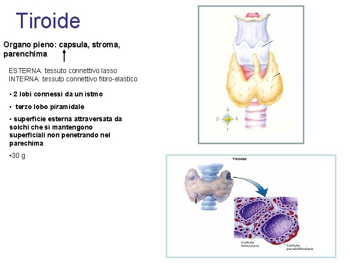 Tiroide Organo pieno: capsula, stroma, parenchima ESTERNA: tessuto connettivo lasso INTERNA: tessuto connettivo fibro-elastico