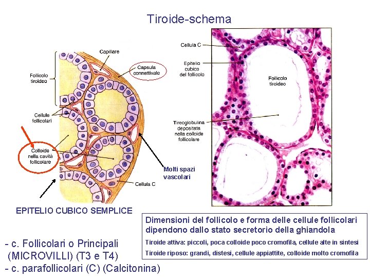 Tiroide-schema Molti spazi vascolari EPITELIO CUBICO SEMPLICE Dimensioni del follicolo e forma delle cellule