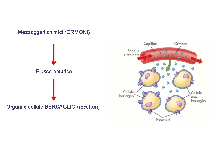 Messaggeri chimici (ORMONI) Flusso ematico Organi e cellule BERSAGLIO (recettori) 