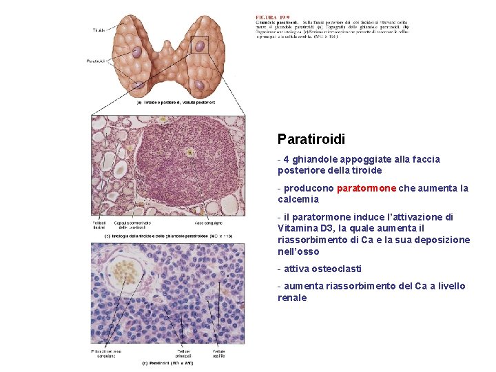 Paratiroidi - 4 ghiandole appoggiate alla faccia posteriore della tiroide - producono paratormone che