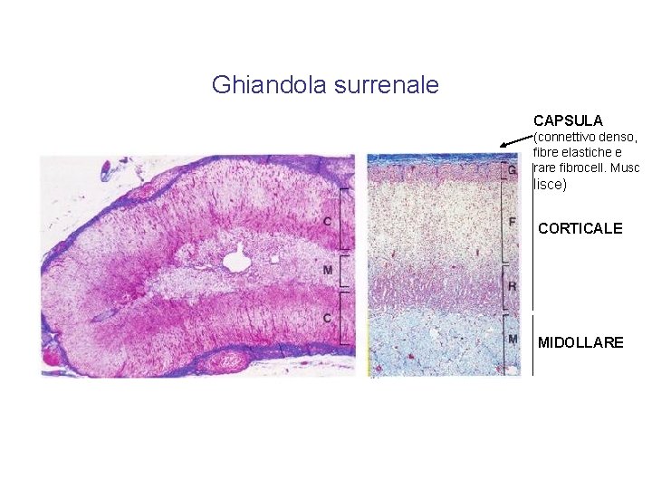 Ghiandola surrenale CAPSULA (connettivo denso, fibre elastiche e rare fibrocell. Musc lisce) CORTICALE MIDOLLARE