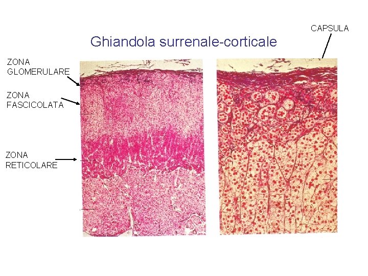 CAPSULA Ghiandola surrenale-corticale ZONA GLOMERULARE ZONA FASCICOLATA ZONA RETICOLARE 