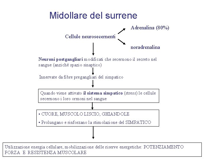Midollare del surrene Adrenalina (80%) Cellule neurosecernenti noradrenalina Neuroni postgangliari modificati che secernono il