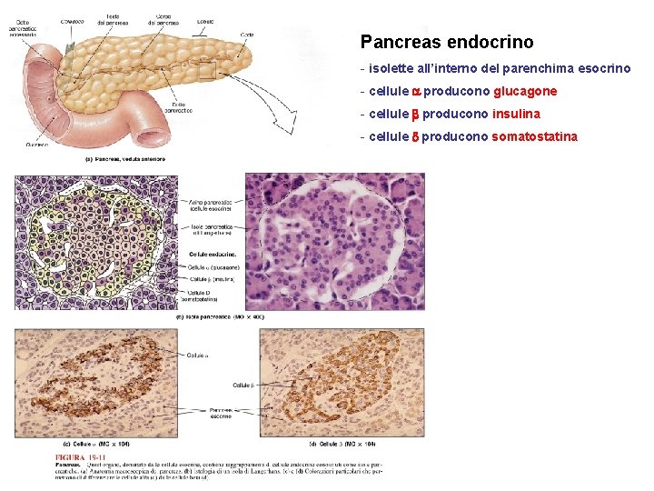 Pancreas endocrino - isolette all’interno del parenchima esocrino - cellule producono glucagone - cellule