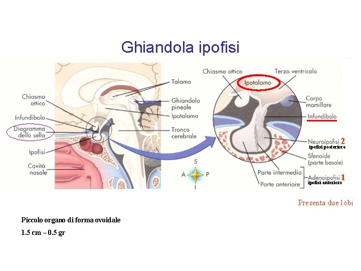Ghiandola ipofisi 2 ipofisi posteriore 1 ipofisi anteriore Presenta due lobi Piccolo organo di