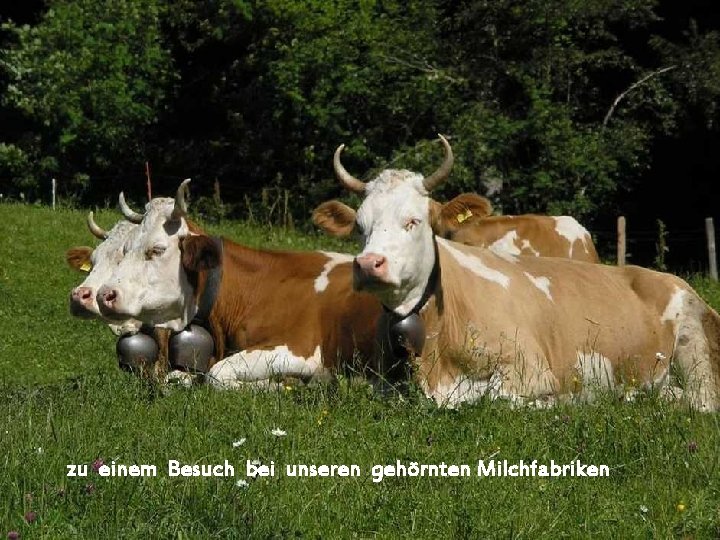 zu einem Besuch bei unseren gehörnten Milchfabriken 