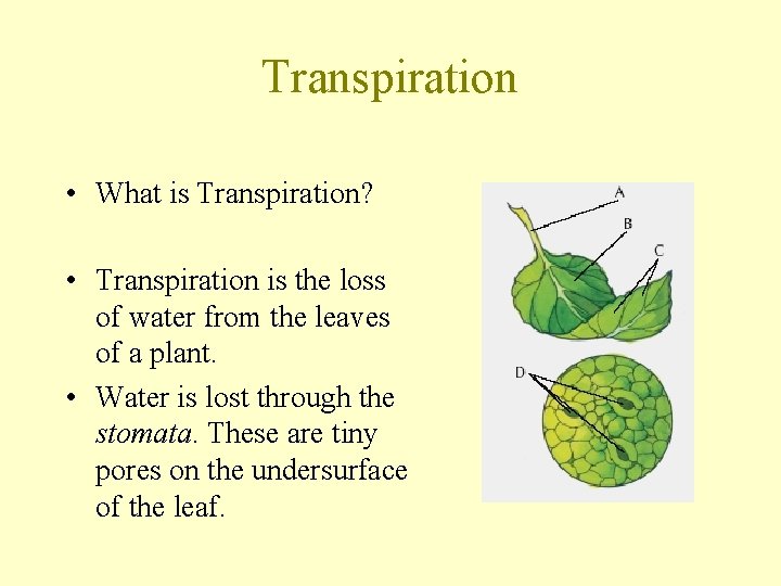 Transpiration • What is Transpiration? • Transpiration is the loss of water from the