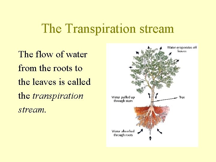 The Transpiration stream The flow of water from the roots to the leaves is