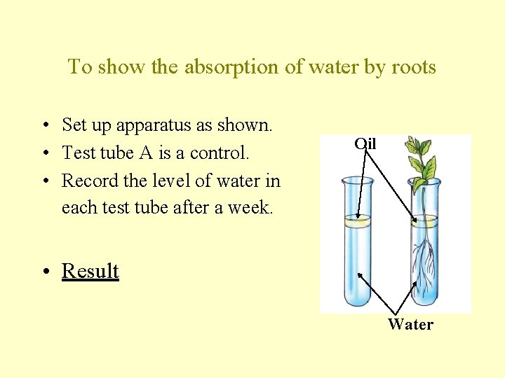 To show the absorption of water by roots • Set up apparatus as shown.