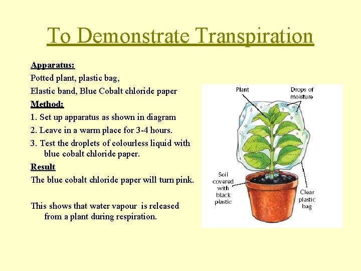 To Demonstrate Transpiration Apparatus: Potted plant, plastic bag, Elastic band, Blue Cobalt chloride paper