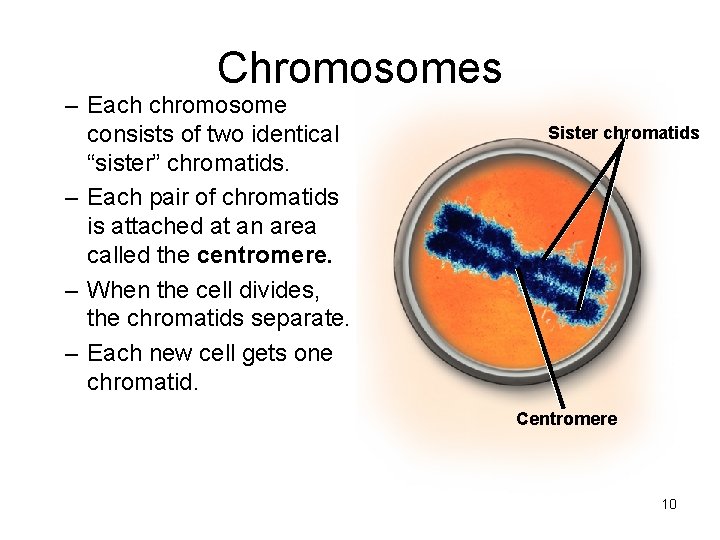 Chromosomes – Each chromosome consists of two identical “sister” chromatids. – Each pair of Chromosomes – Each chromosome consists of two identical “sister” chromatids. – Each pair of