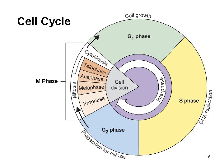 Cell Cycle M Phase 15 Cell Cycle M Phase 15