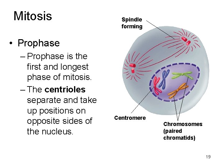 Mitosis Spindle forming • Prophase – Prophase is the first and longest phase of Mitosis Spindle forming • Prophase – Prophase is the first and longest phase of