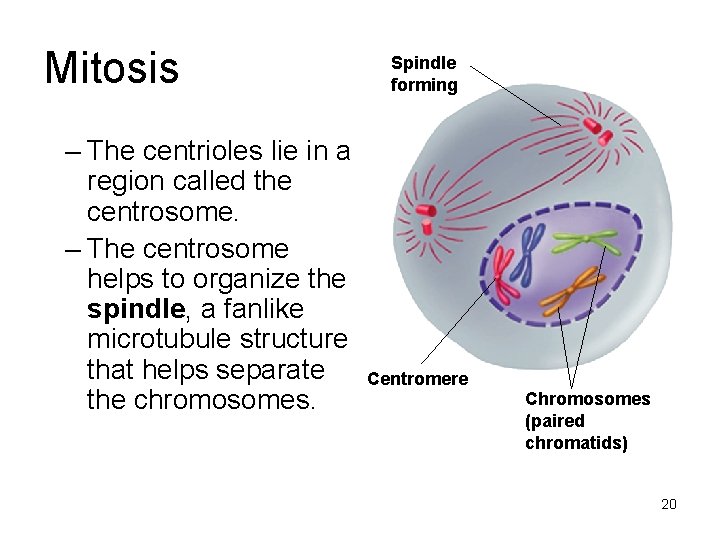 Mitosis Spindle forming – The centrioles lie in a region called the centrosome. – Mitosis Spindle forming – The centrioles lie in a region called the centrosome. –