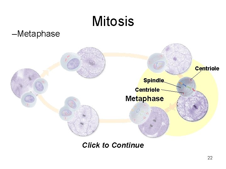 –Metaphase Mitosis Centriole Spindle Centriole Metaphase Click to Continue 22 –Metaphase Mitosis Centriole Spindle Centriole Metaphase Click to Continue 22