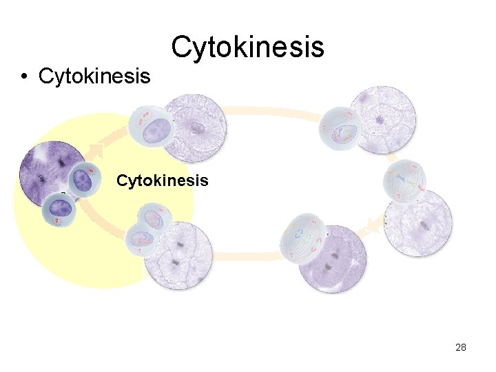 • Cytokinesis 28 • Cytokinesis 28