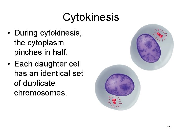 Cytokinesis • During cytokinesis, the cytoplasm pinches in half. • Each daughter cell has Cytokinesis • During cytokinesis, the cytoplasm pinches in half. • Each daughter cell has
