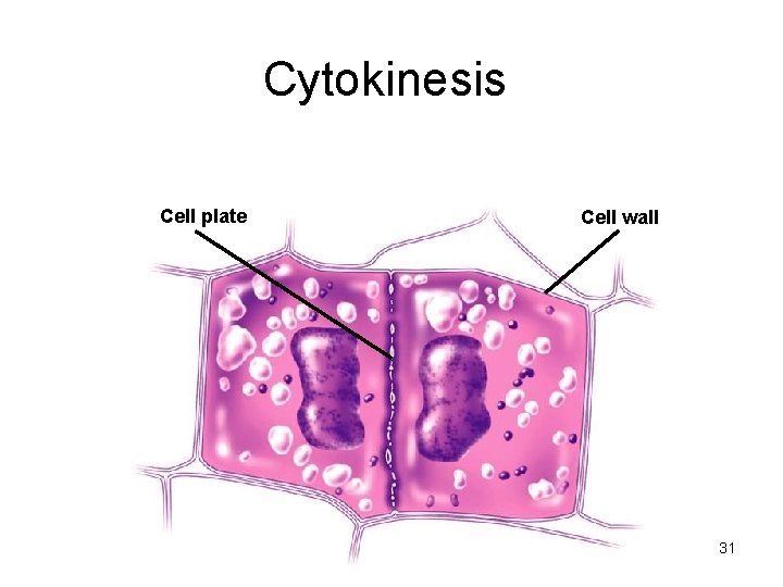 Cytokinesis Cell plate Cell wall 31 Cytokinesis Cell plate Cell wall 31