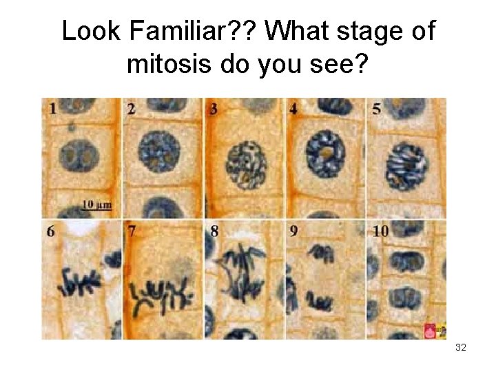 Look Familiar? ? What stage of mitosis do you see? 32 Look Familiar? ? What stage of mitosis do you see? 32