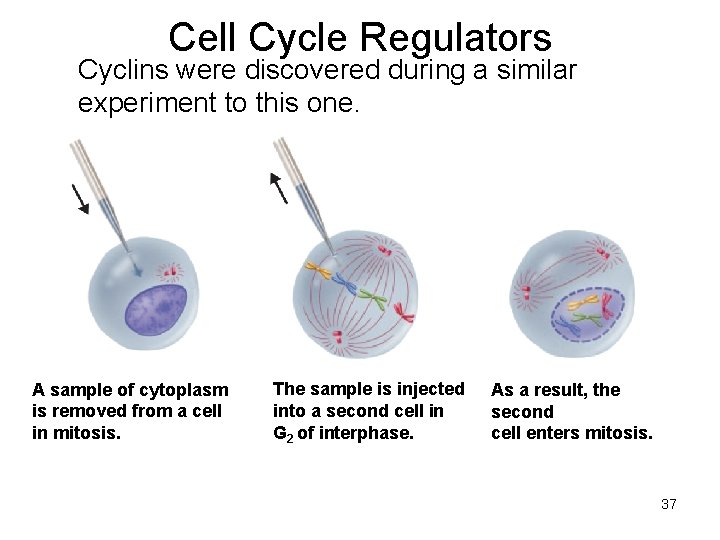 Cell Cycle Regulators Cyclins were discovered during a similar experiment to this one. A Cell Cycle Regulators Cyclins were discovered during a similar experiment to this one. A