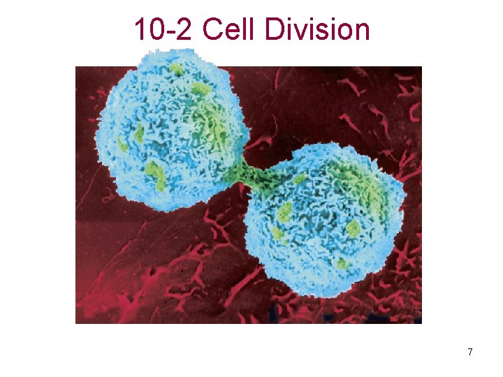10 -2 Cell Division 7 10 -2 Cell Division 7