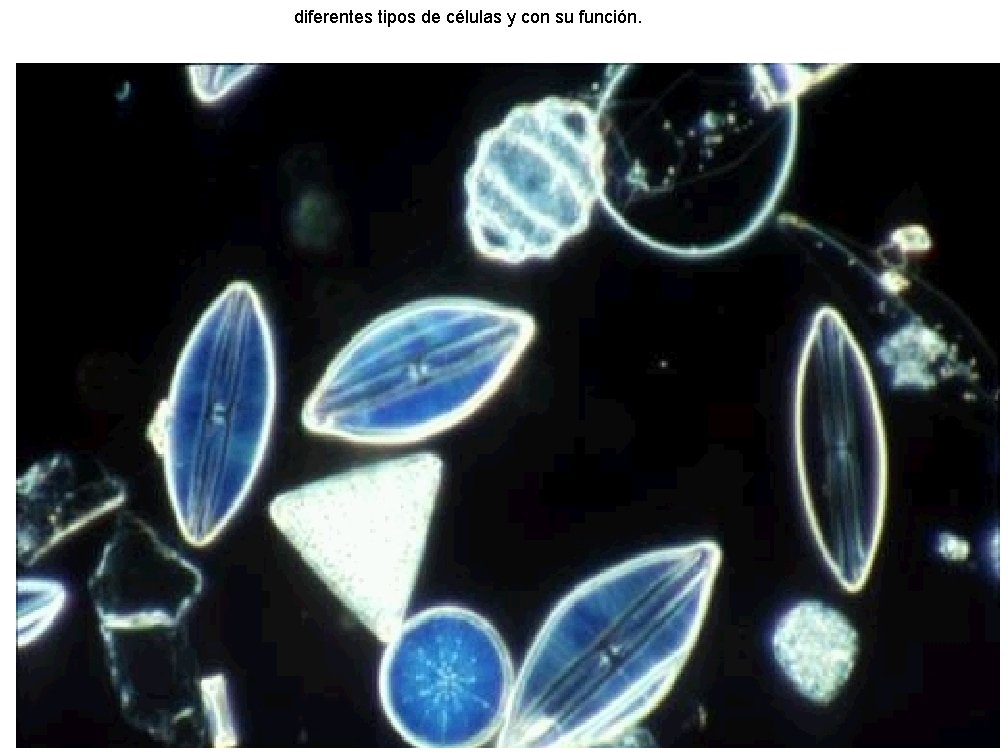  diferentes tipos de células y con su función. NEURONAS: FORMAN EL SISTEMA NERVIOSO