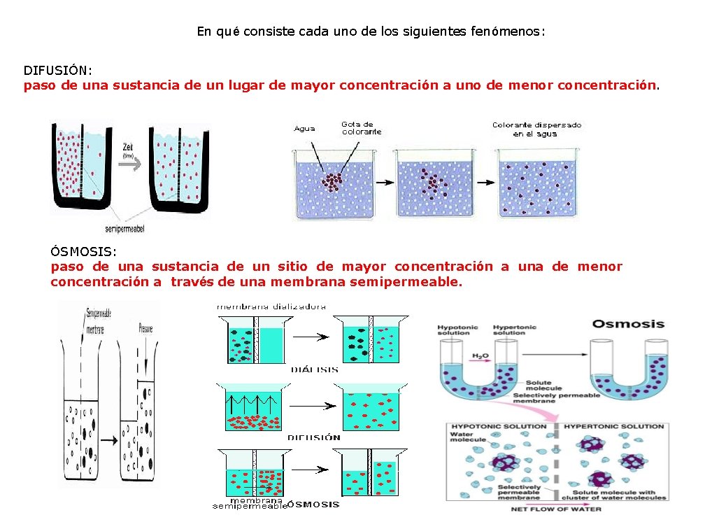 En qué consiste cada uno de los siguientes fenómenos: DIFUSIÓN: paso de una sustancia