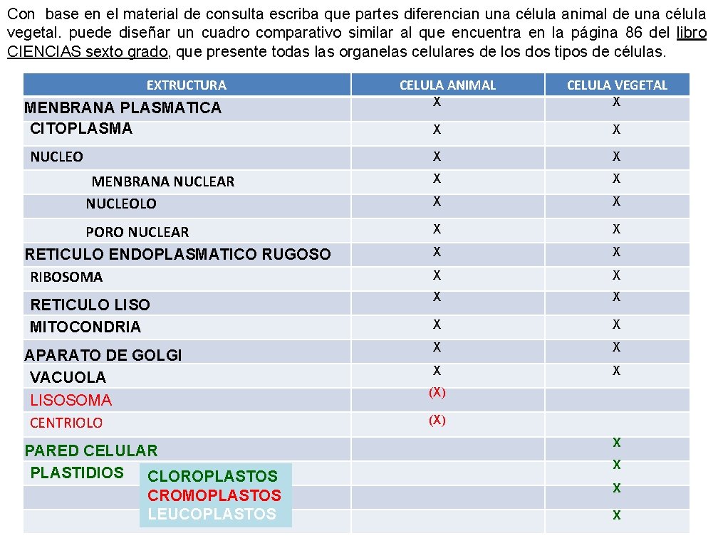 Con base en el material de consulta escriba que partes diferencian una célula animal