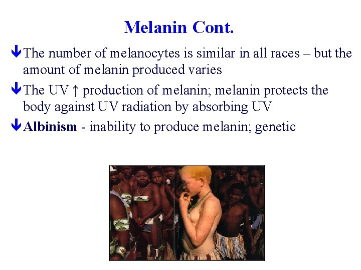 Melanin Cont. ê The number of melanocytes is similar in all races – but