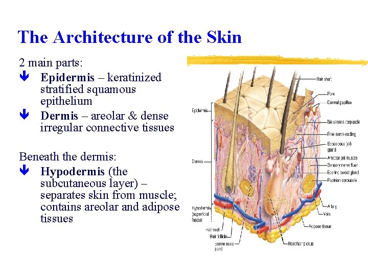 The Architecture of the Skin 2 main parts: ê Epidermis – keratinized stratified squamous