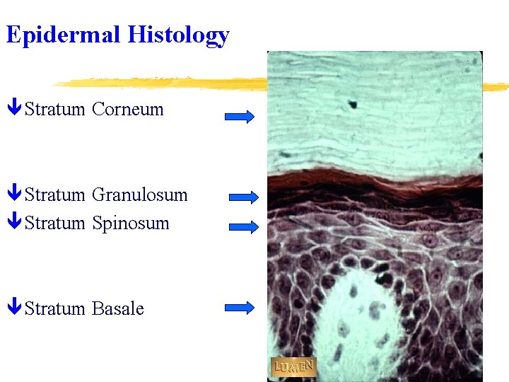 Epidermal Histology ê Stratum Corneum ê Stratum Granulosum ê Stratum Spinosum ê Stratum Basale