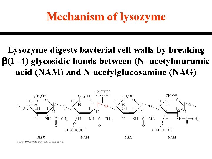 Mechanism of lysozyme Lysozyme digests bacterial cell walls by breaking b(1 - 4) glycosidic