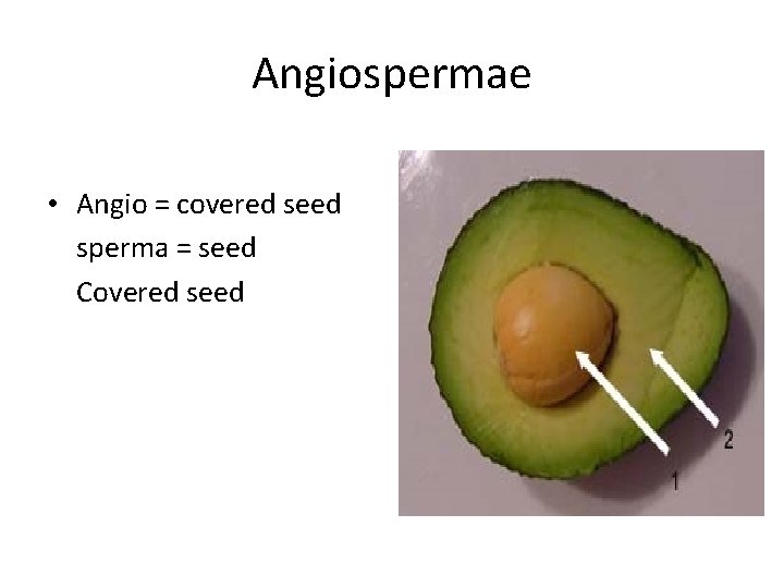 Angiospermae • Angio = covered seed sperma = seed Covered seed 