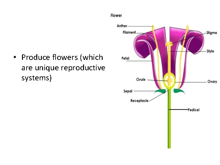  • Produce flowers (which are unique reproductive systems) 