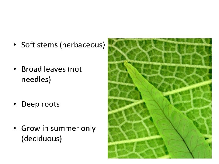  • Soft stems (herbaceous) • Broad leaves (not needles) • Deep roots •