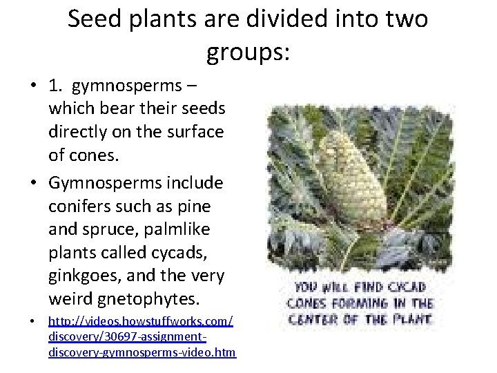 Seed plants are divided into two groups: • 1. gymnosperms – which bear their