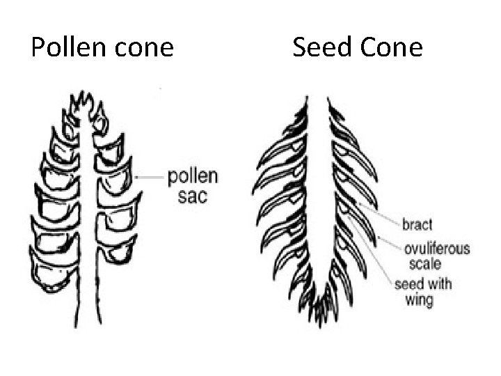 Pollen cone Seed Cone 