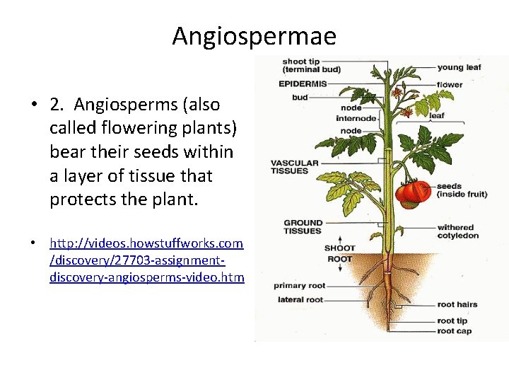 Angiospermae • 2. Angiosperms (also called flowering plants) bear their seeds within a layer